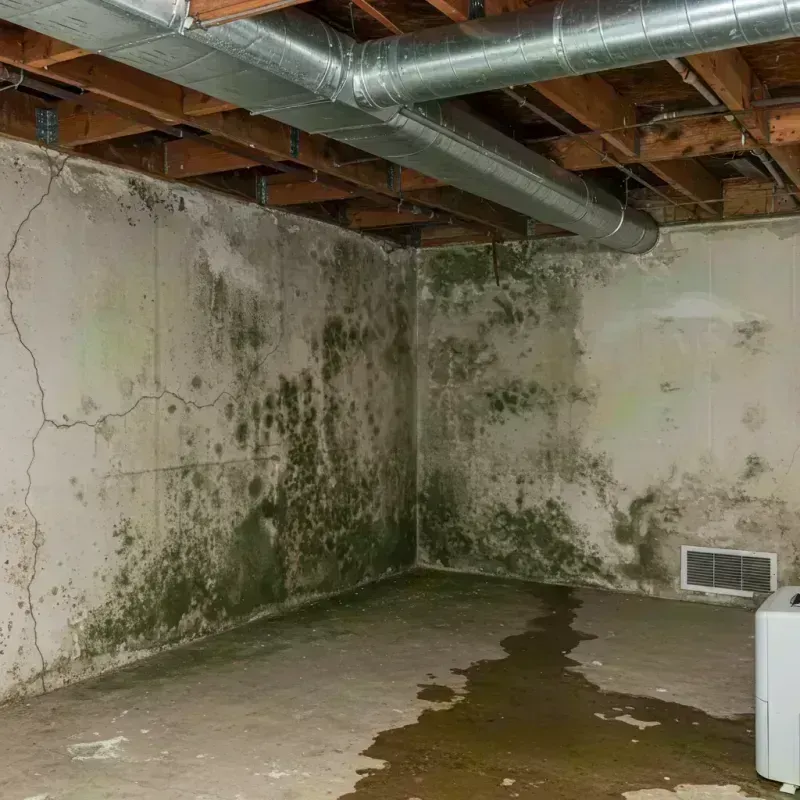 Professional Mold Removal in Greybull, WY